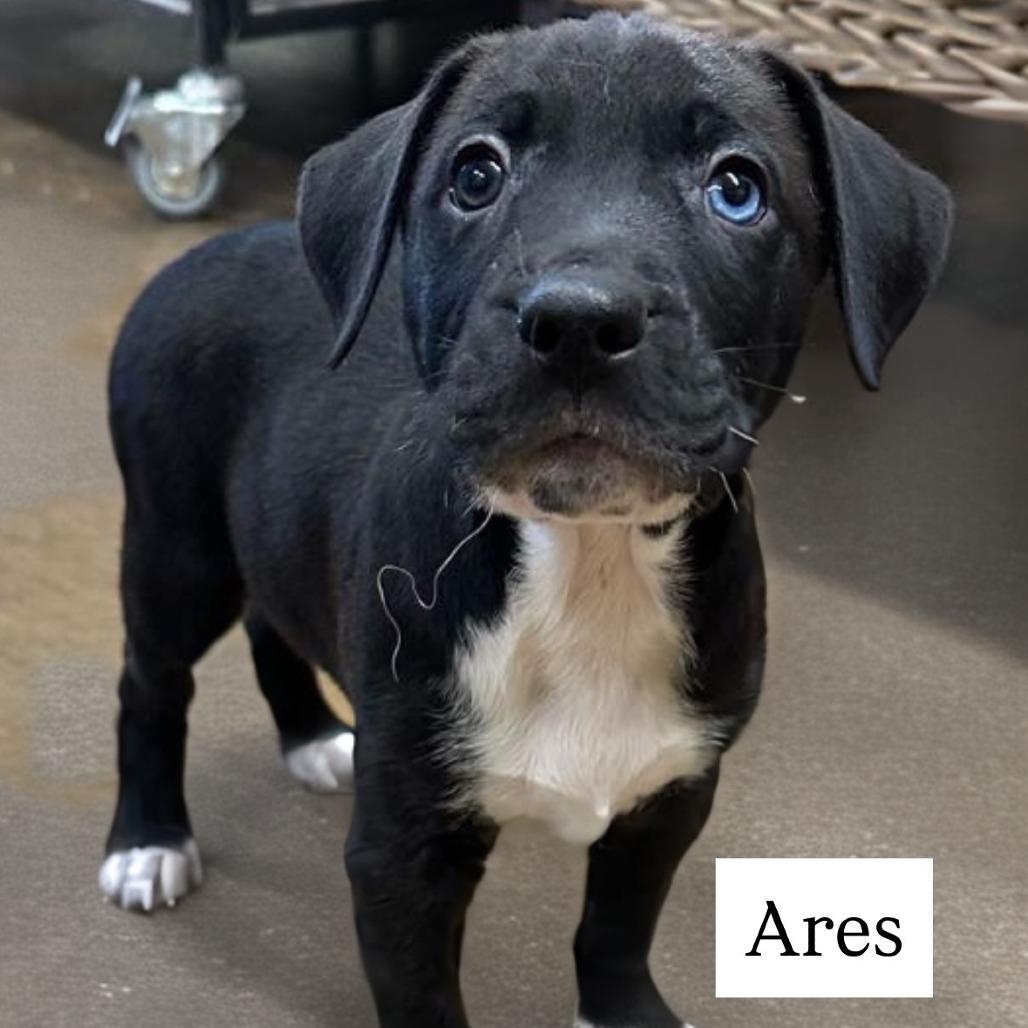Ares, Adoptable, Puppy Male Pit Bull Terrier.