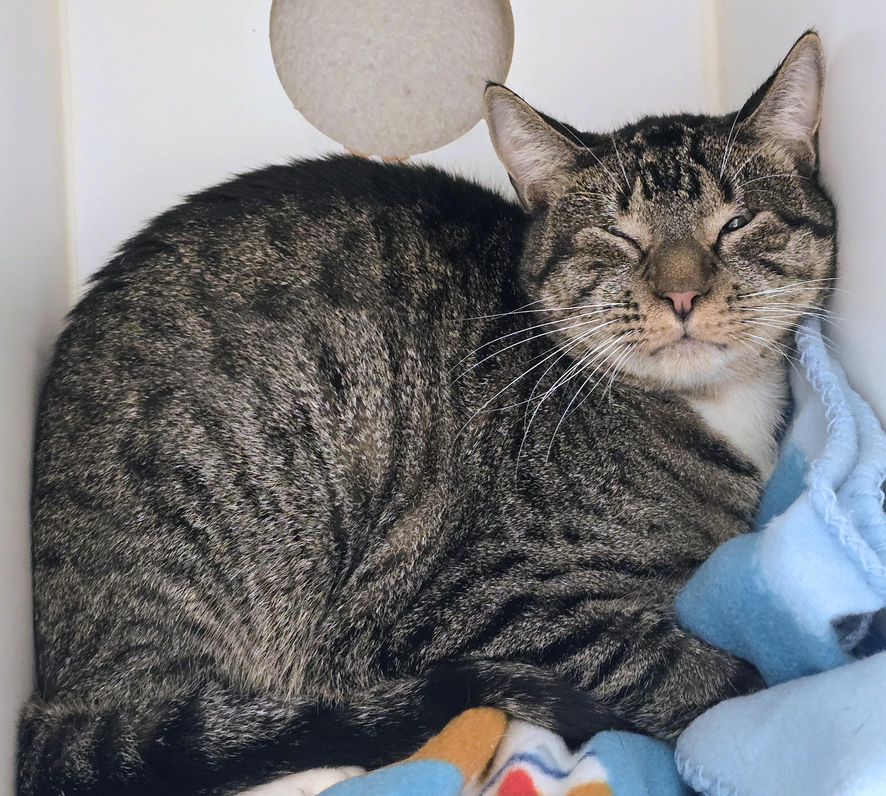 Enlarge 6-314 Cody, an adoptable Domestic Short Hair in Amityville, NY image 2/3