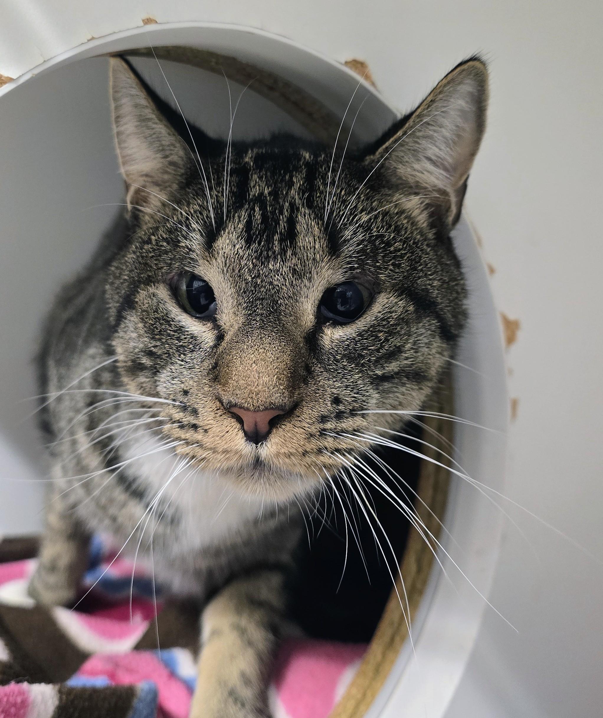 Enlarge 6-314 Cody, an adoptable Domestic Short Hair in Amityville, NY image 3/3