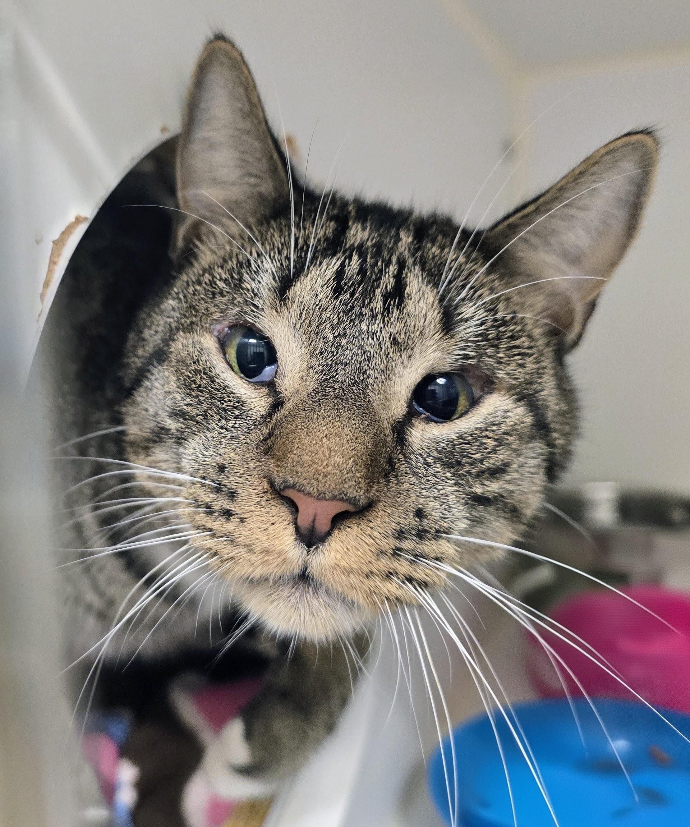 6-314 Cody, adoptable, Adult Male Domestic Short Hair.