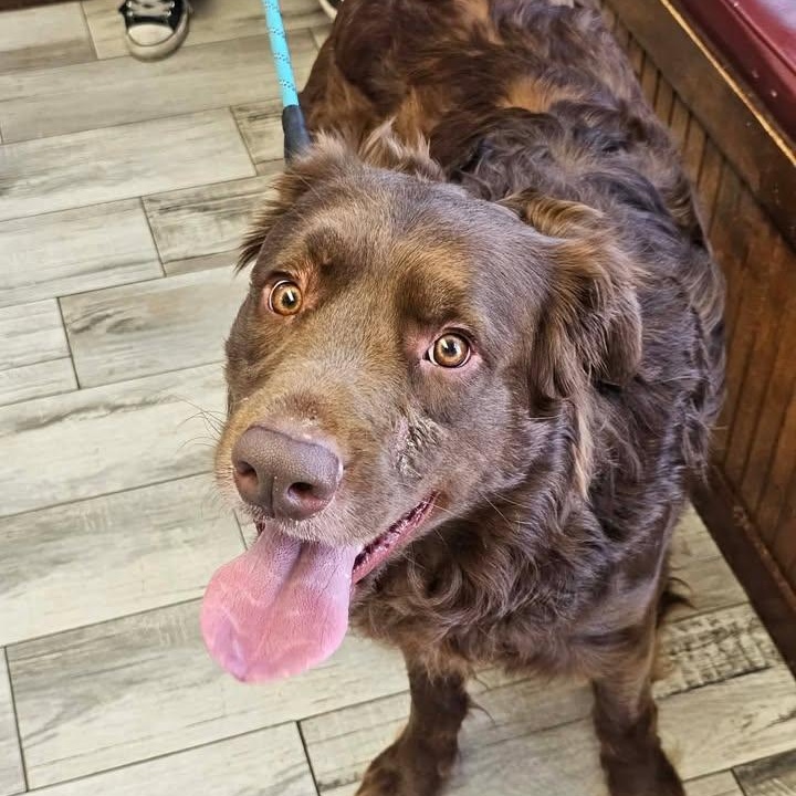 Enlarge Theo (20260322-01), an adopted mixed breed in Niagara on the Lake, ON image 3/5