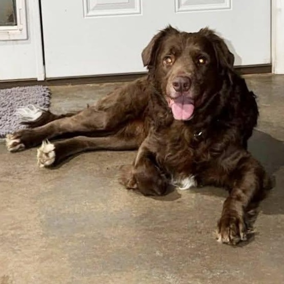 Enlarge Theo (20260322-01), an adopted mixed breed in Niagara on the Lake, ON image 2/5