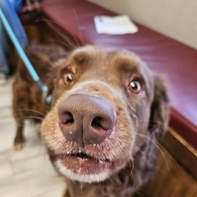 Theo (20260322-01), adopted, Adult Male Chesapeake Bay Retriever & Labrador Retriever.