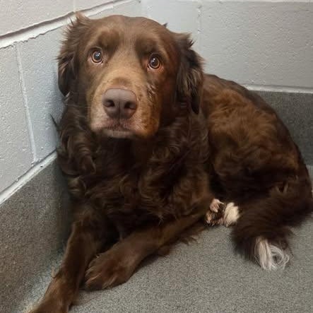 Enlarge Theo (20260322-01), an adopted mixed breed in Niagara on the Lake, ON image 5/5