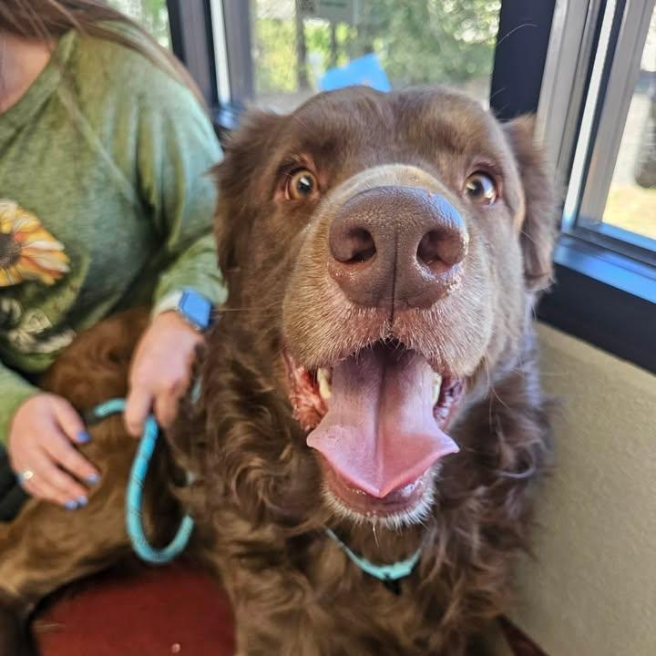 Enlarge Theo (20260322-01), an adopted mixed breed in Niagara on the Lake, ON image 4/5