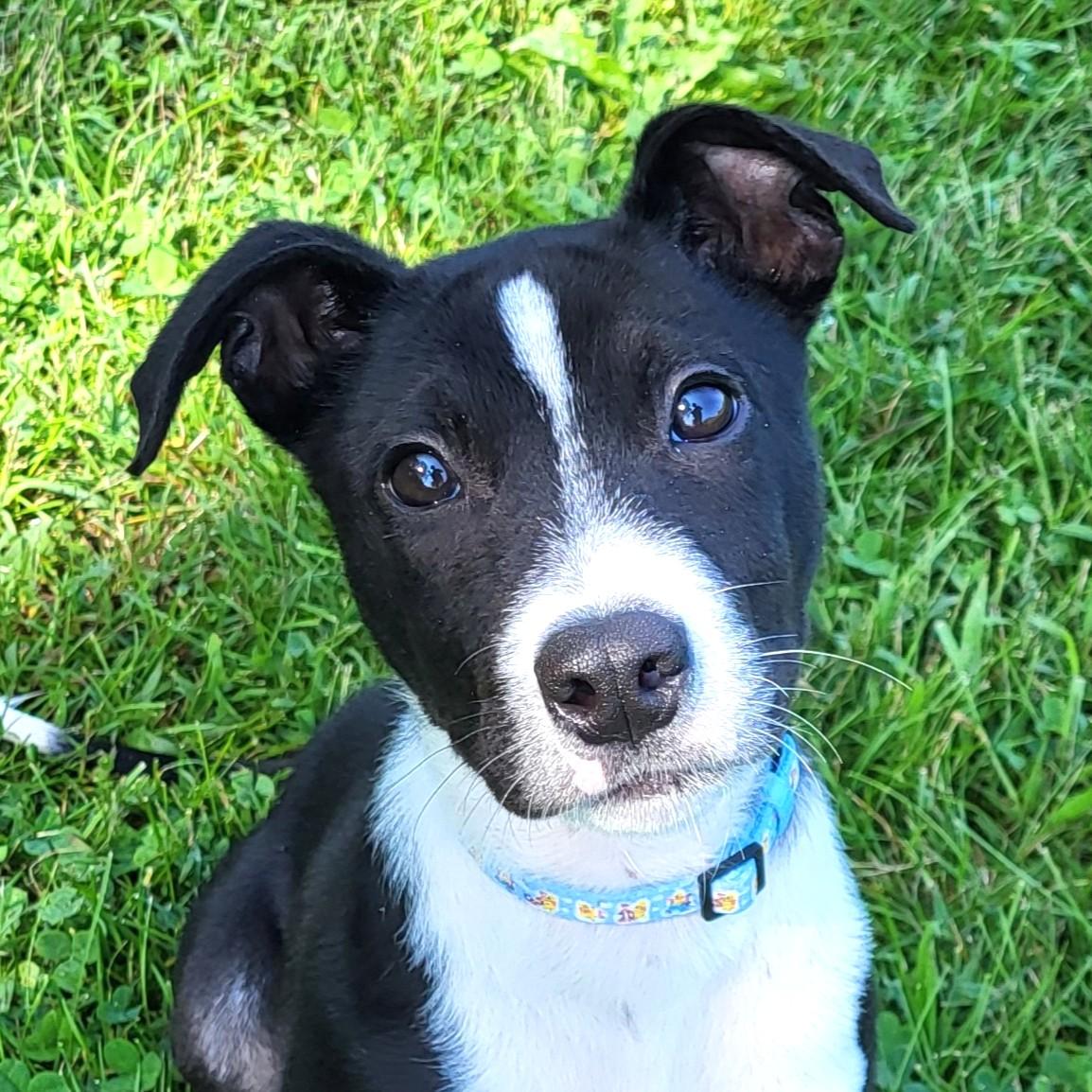 Maurice, Adopted, Puppy Male Black Labrador Retriever & Terrier.
