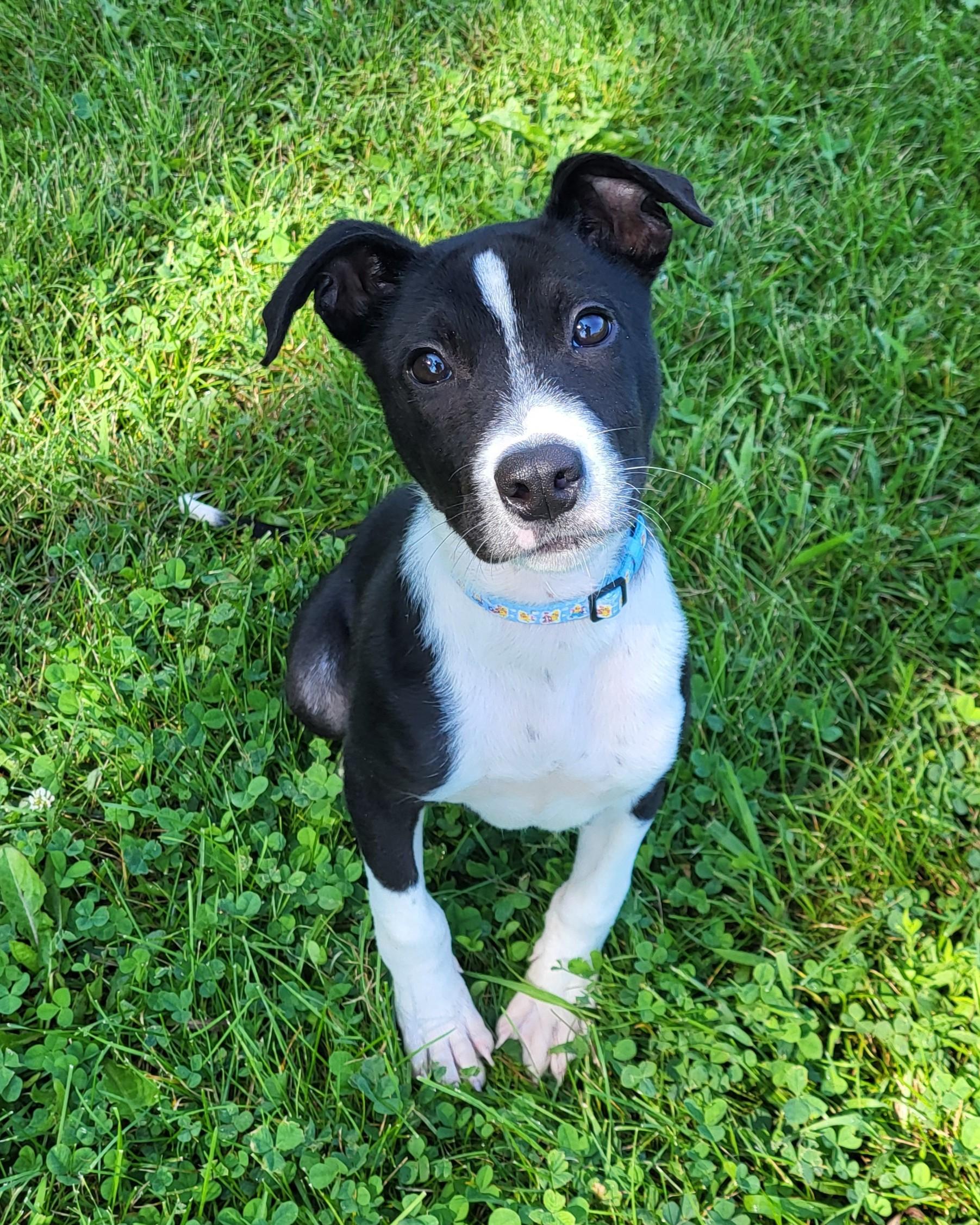 Enlarge Maurice, a Adopted mixed breed in Grayslake, IL image 4/6