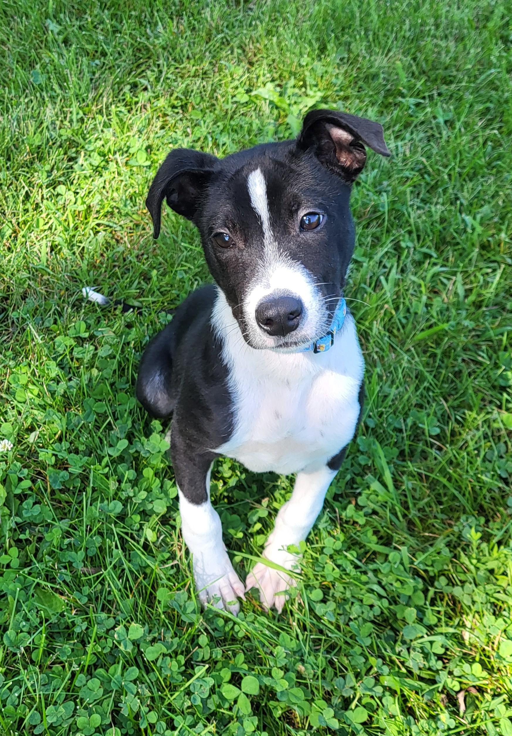 Enlarge Maurice, a Adopted mixed breed in Grayslake, IL image 2/6