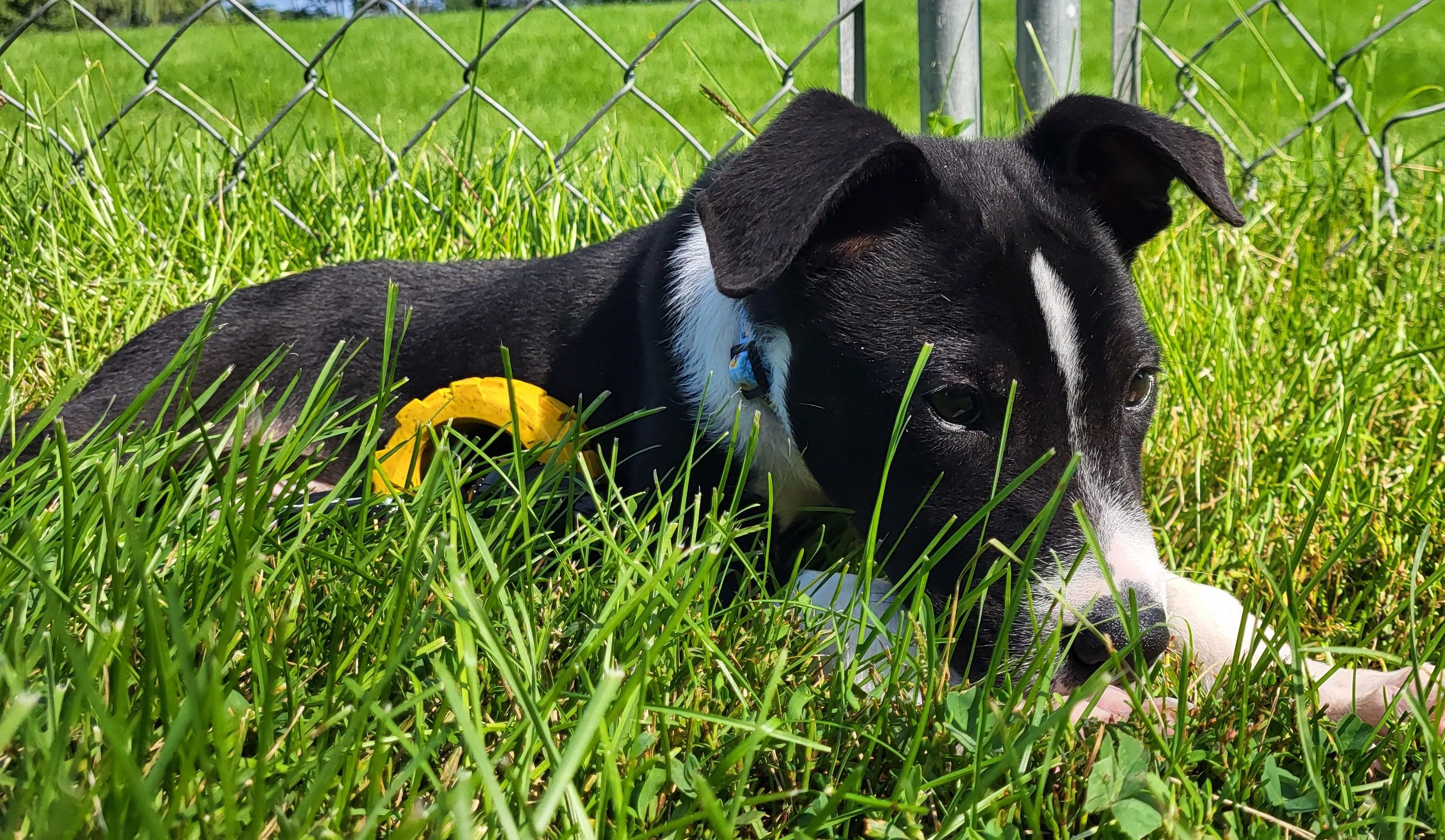Enlarge Maurice, a Adopted mixed breed in Grayslake, IL image 5/6