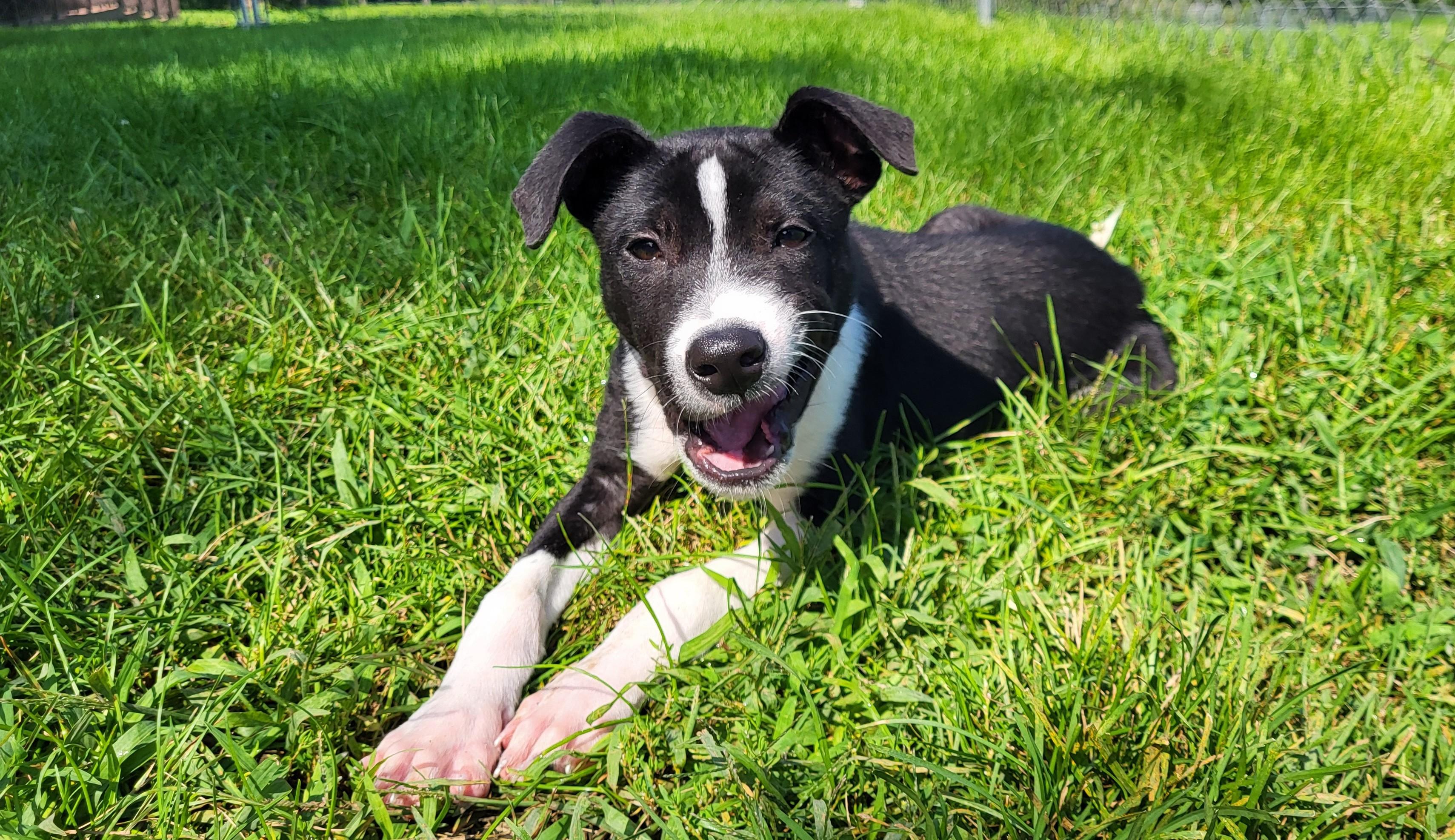 Enlarge Maurice, a Adopted mixed breed in Grayslake, IL image 3/6