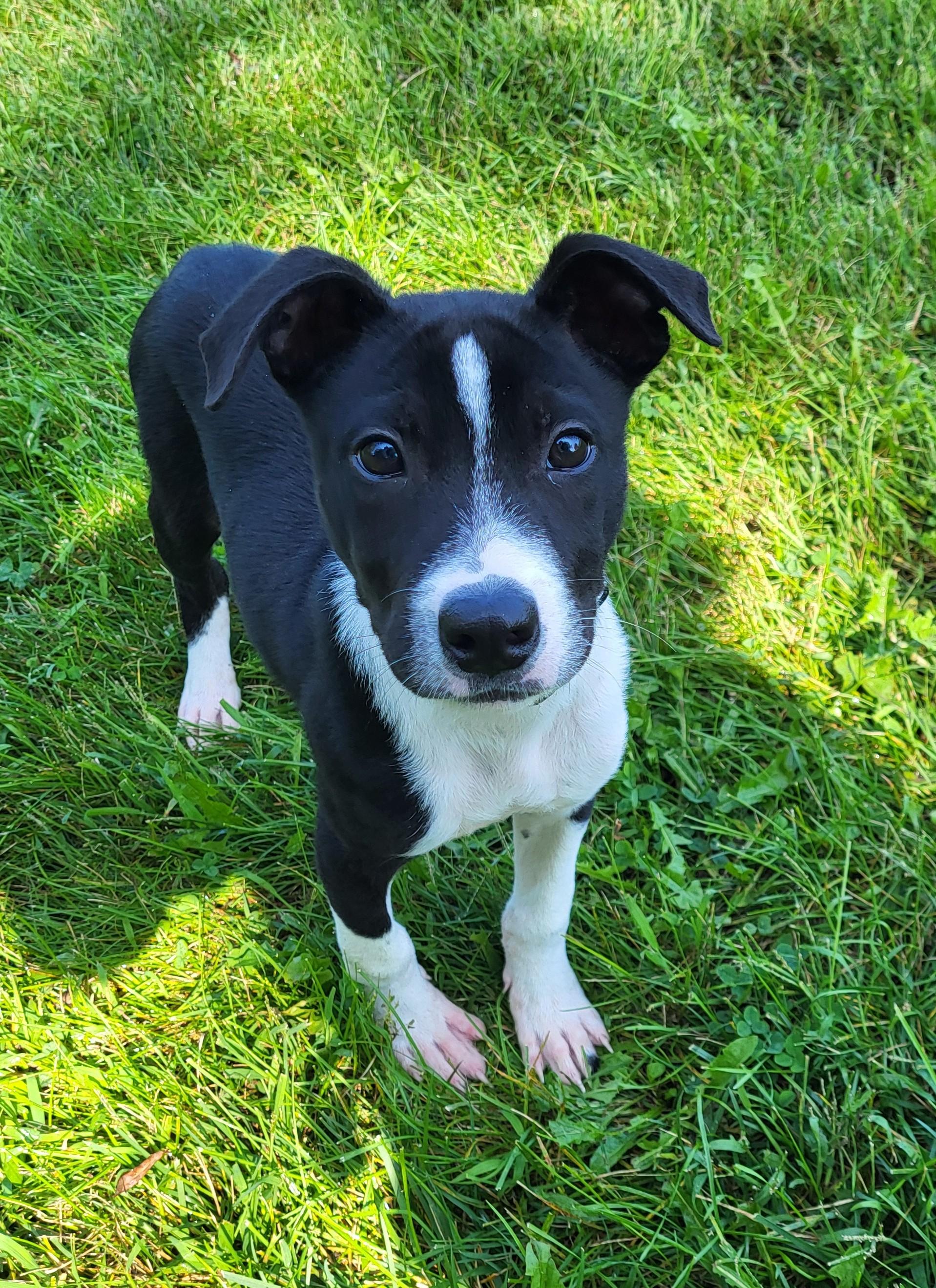 Enlarge Maurice, a Adopted mixed breed in Grayslake, IL image 6/6