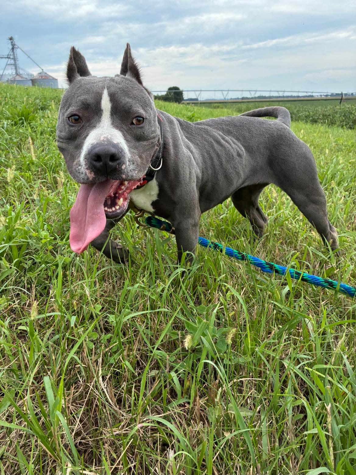 Storm, a ADOPTABLE Pit Bull Terrier in Mason City, IL image 3/3