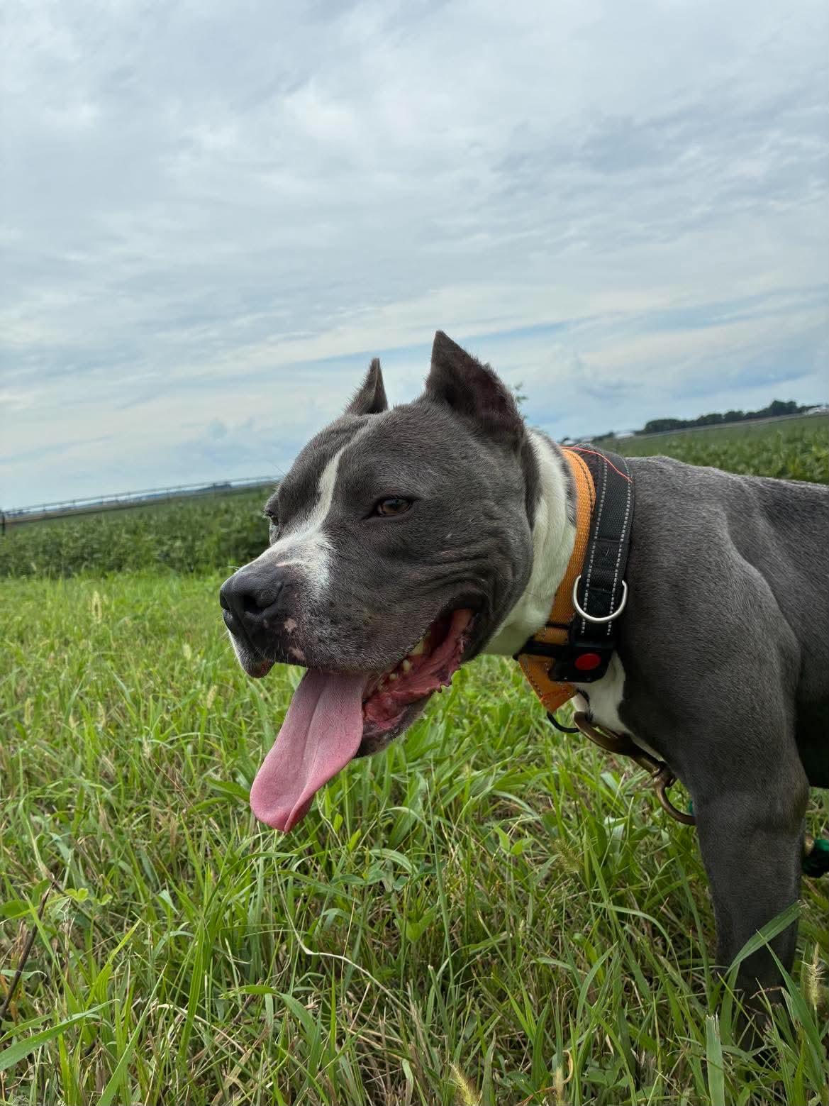 Storm, ADOPTABLE, Adult Female Pit Bull Terrier.