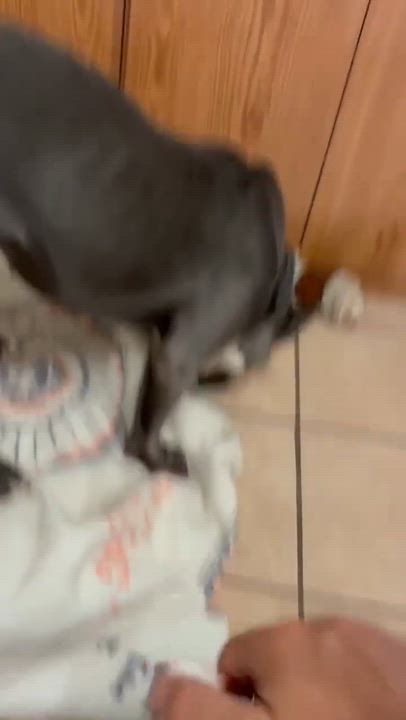 Enlarge Storm, a ADOPTABLE Pit Bull Terrier in Mason City, IL video 1/3