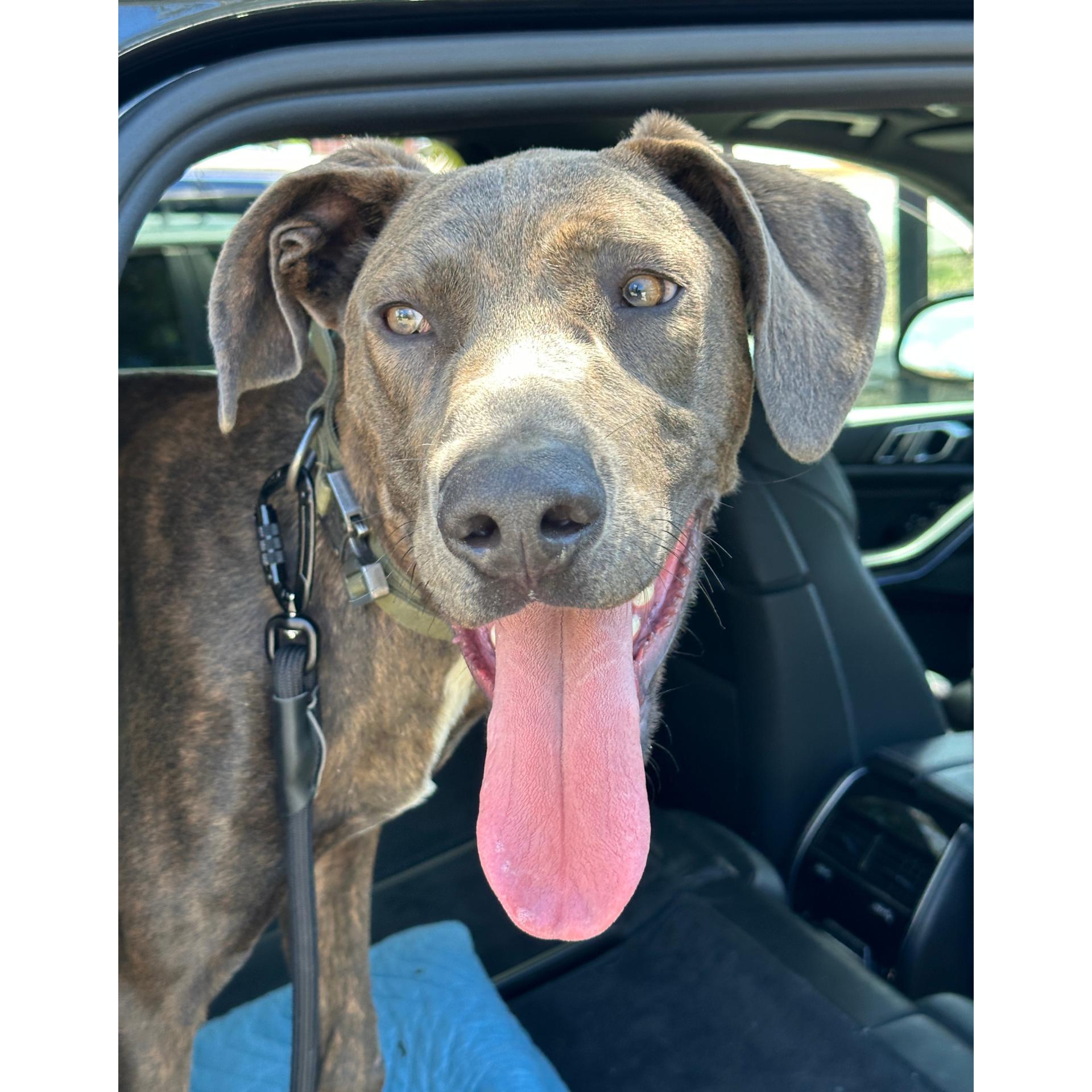 Enlarge Marmaduke, a Adoptable mixed breed in Sylmar, CA image 2/5