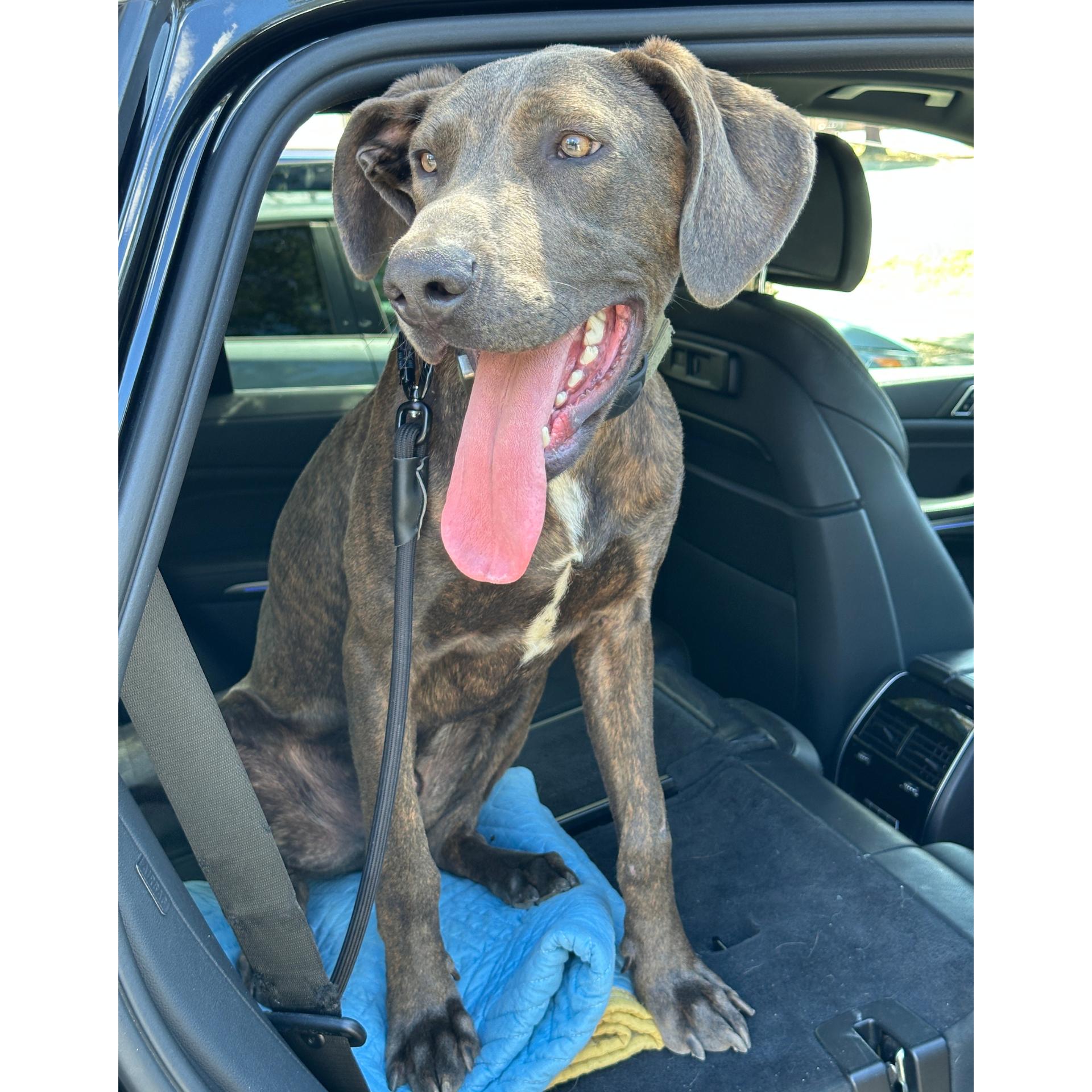 Enlarge Marmaduke, a Adoptable mixed breed in Sylmar, CA image 3/5
