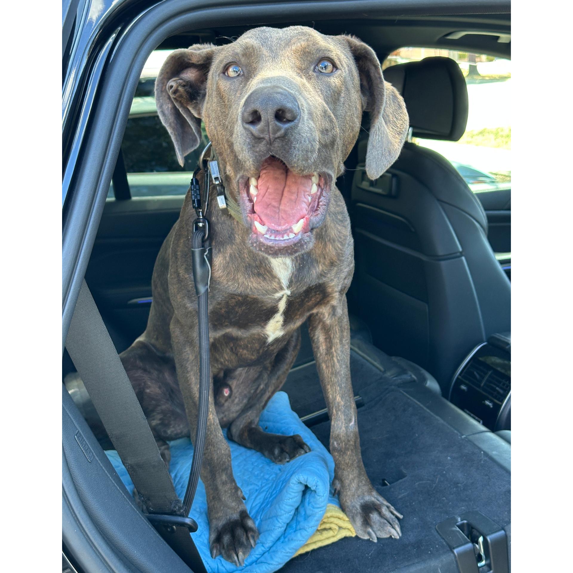 Enlarge Marmaduke, a Adoptable mixed breed in Sylmar, CA image 4/5
