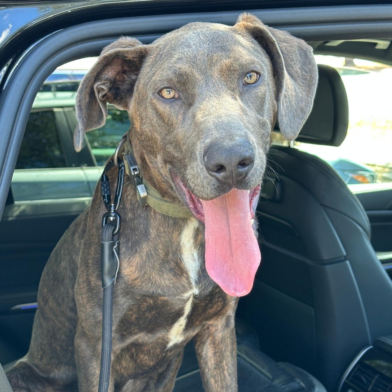 Enlarge Marmaduke, a Adoptable mixed breed in Sylmar, CA image 1/5