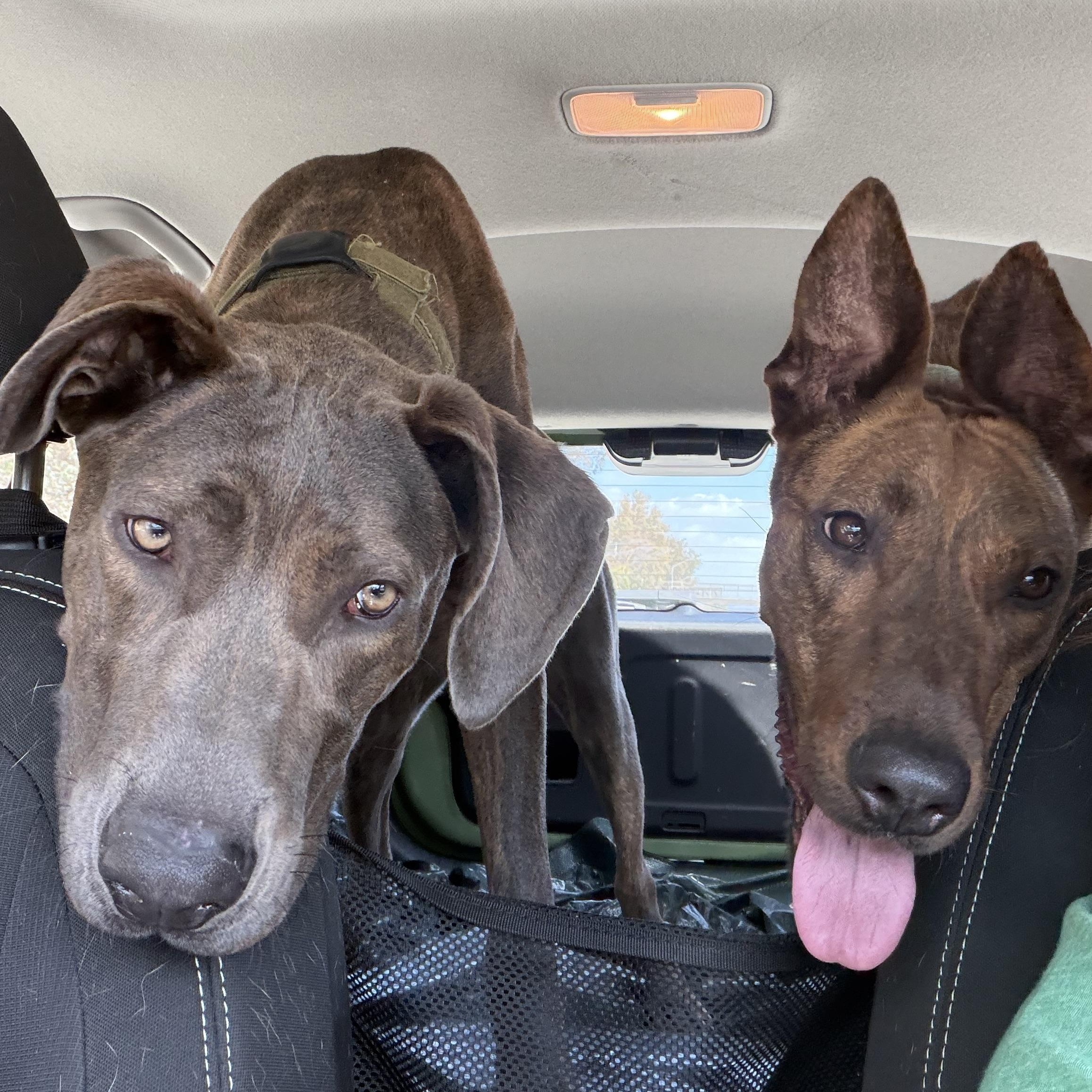 Enlarge Marmaduke, a Adoptable mixed breed in Sylmar, CA image 5/5