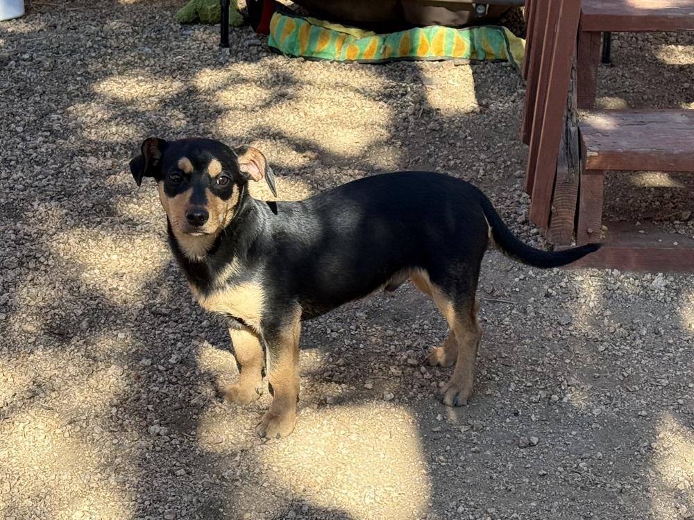 Bubba, Adoptable, Adult Male Shepherd & Dachshund.