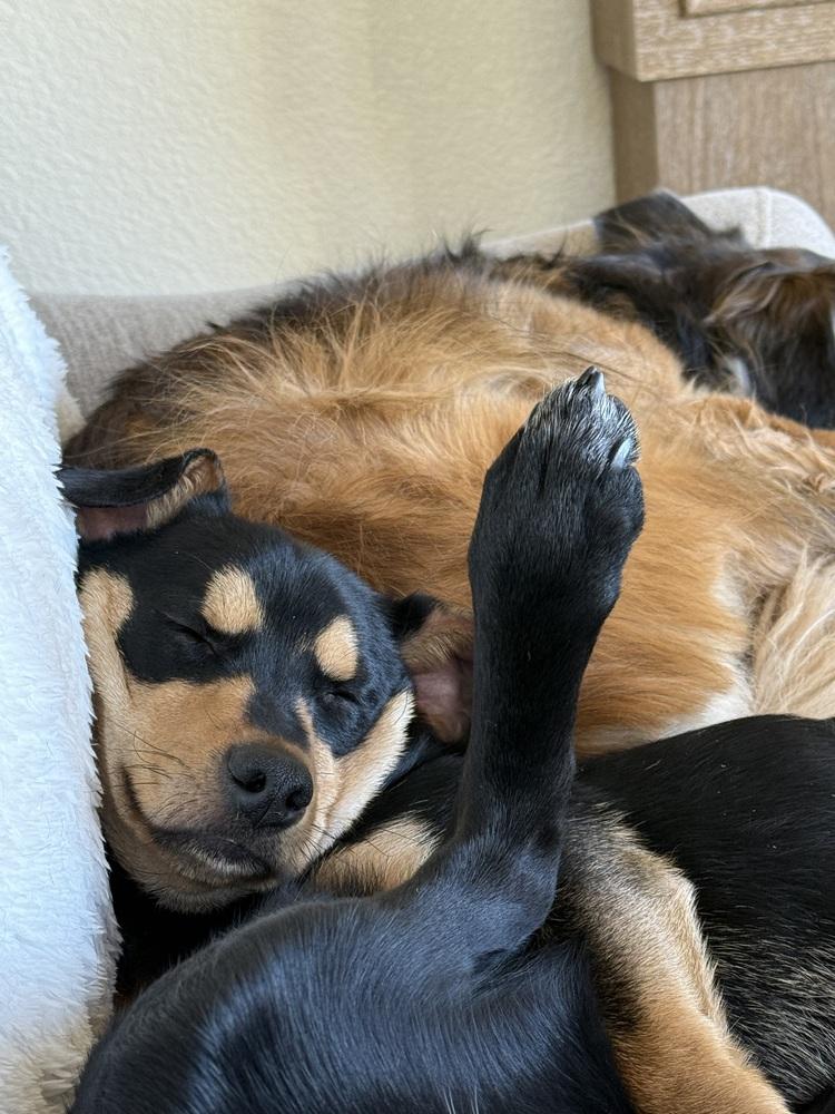 Enlarge Bubba, a Adoptable mixed breed in Lafayette, CO image 2/6