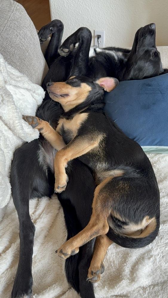 Enlarge Bubba, a Adoptable mixed breed in Lafayette, CO image 3/6