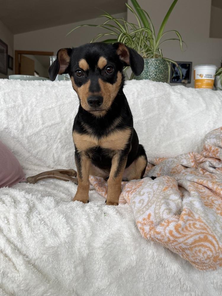 Enlarge Bubba, a Adoptable mixed breed in Lafayette, CO image 4/6