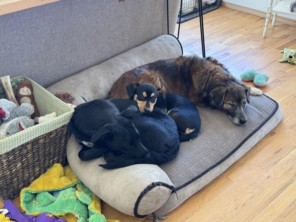 Enlarge Bubba, a Adoptable mixed breed in Lafayette, CO image 5/6