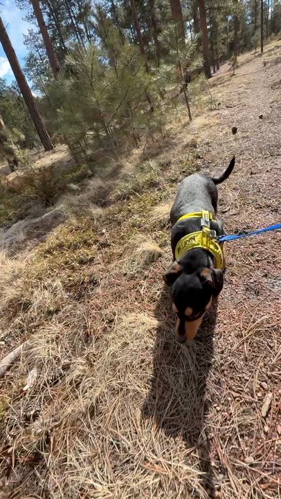 Enlarge Bubba, a Adoptable mixed breed in Lafayette, CO video 6/6
