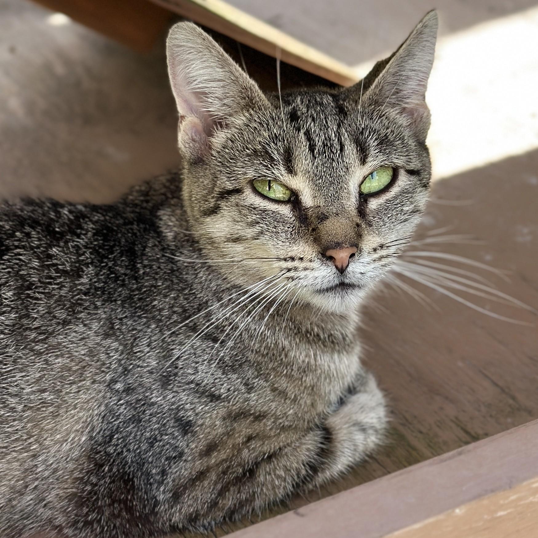Anna, a ADOPTABLE Domestic Short Hair in Victor, NY image 4/5