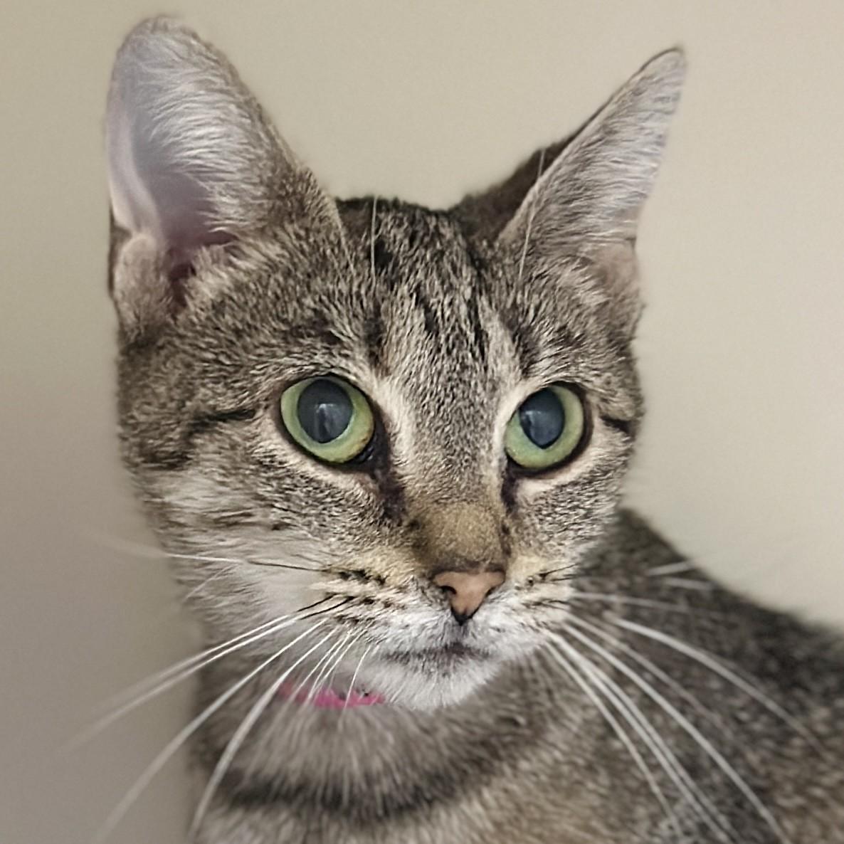 Anna, a ADOPTABLE Domestic Short Hair in Victor, NY image 2/5