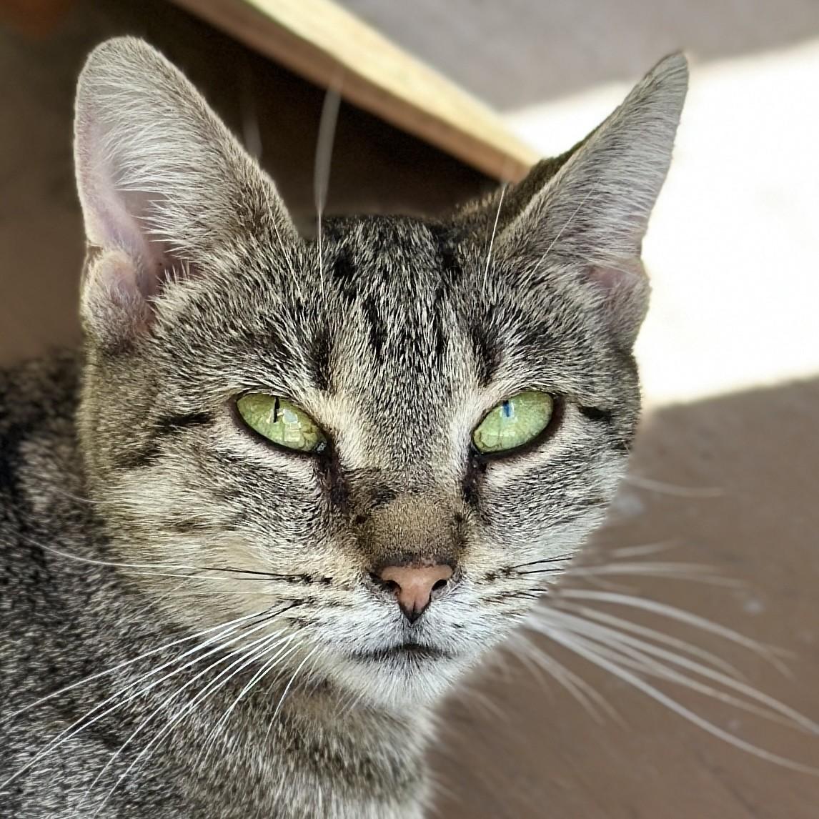 Anna, ADOPTABLE, Adult Female Domestic Short Hair.