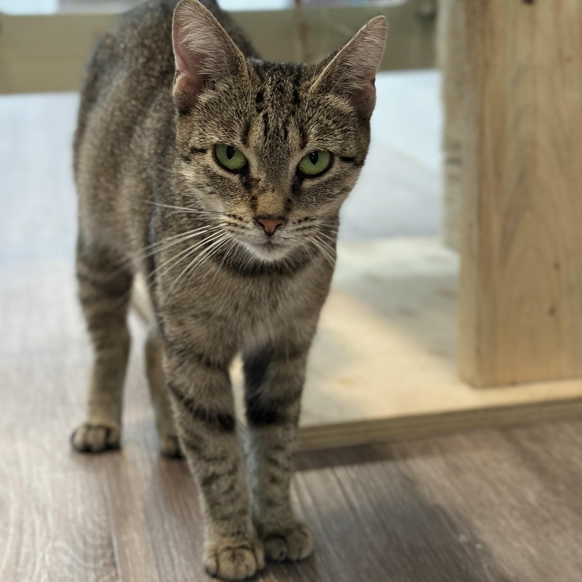 Anna, a ADOPTABLE Domestic Short Hair in Victor, NY image 5/5