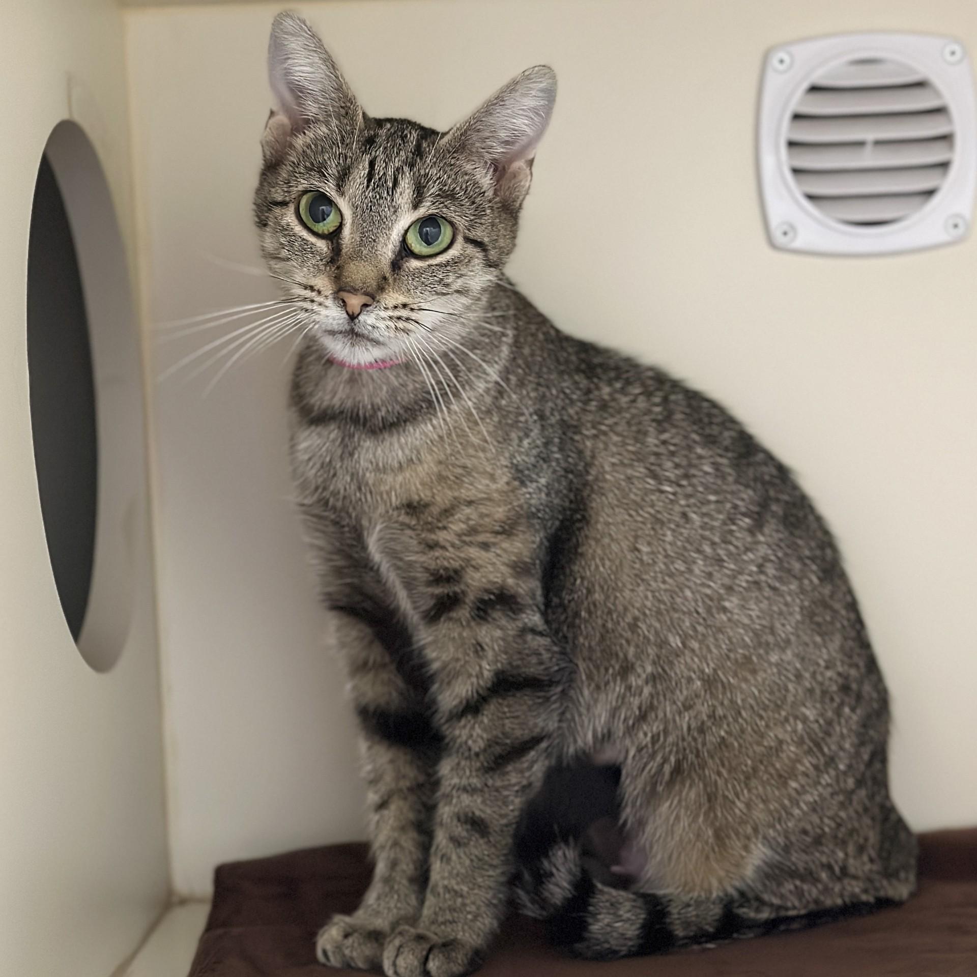 Anna, a ADOPTABLE Domestic Short Hair in Victor, NY image 3/5