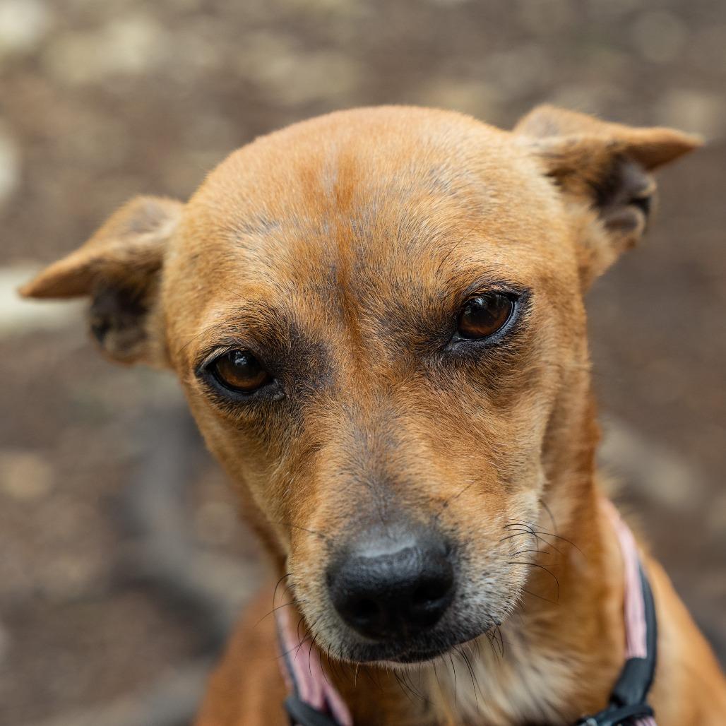 Scarlett, a Adoptable mixed breed in Wimberley, TX image 1/6