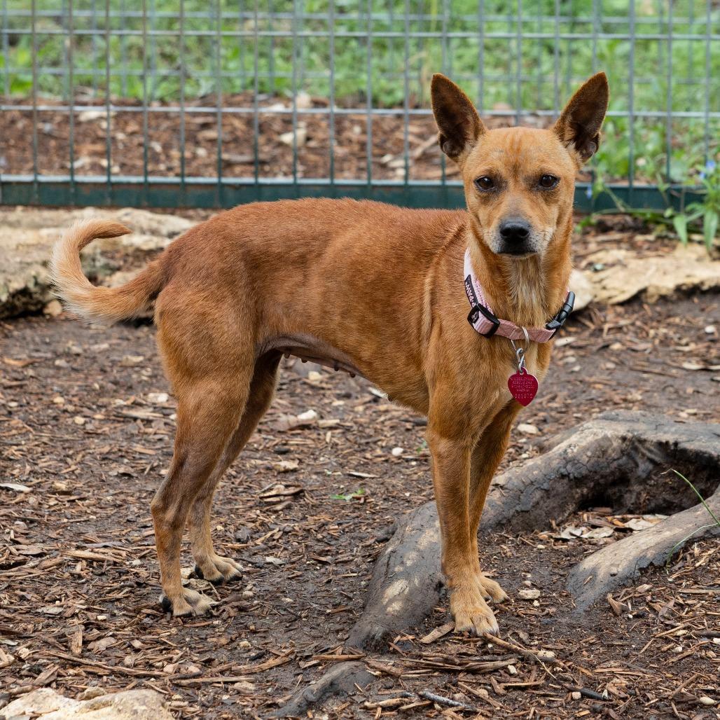 Scarlett, a Adoptable mixed breed in Wimberley, TX image 2/6