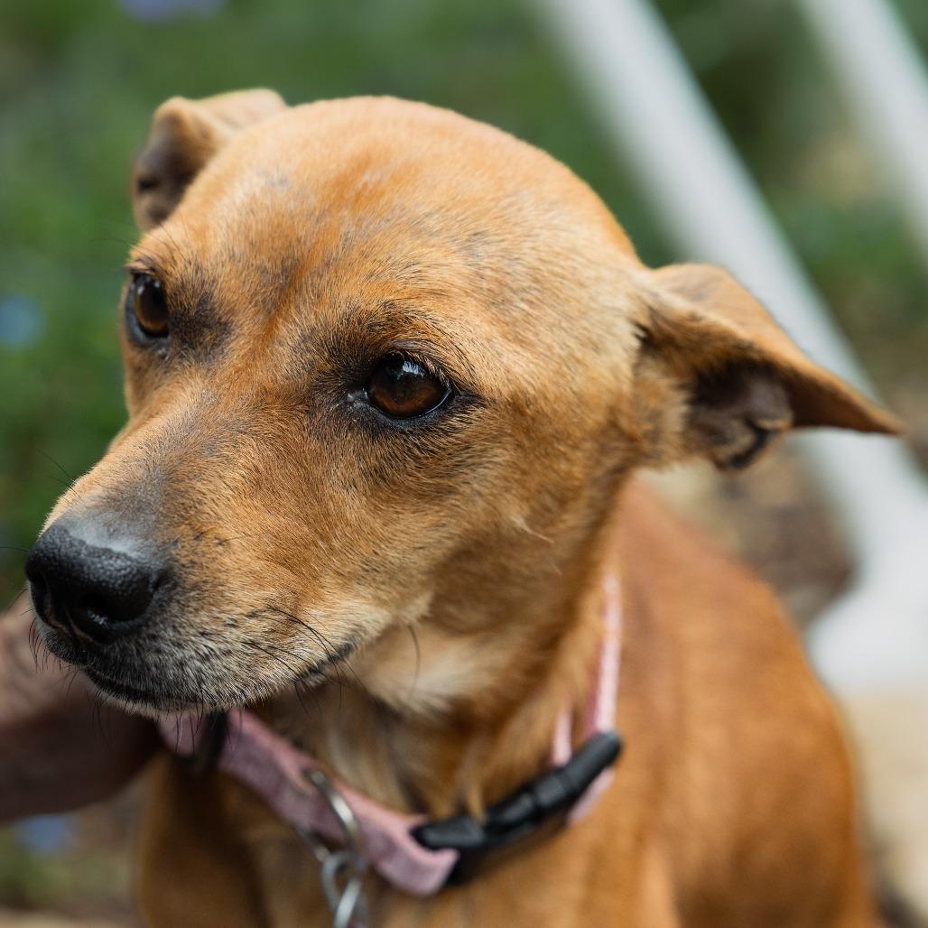 Scarlett, a Adoptable mixed breed in Wimberley, TX image 4/6