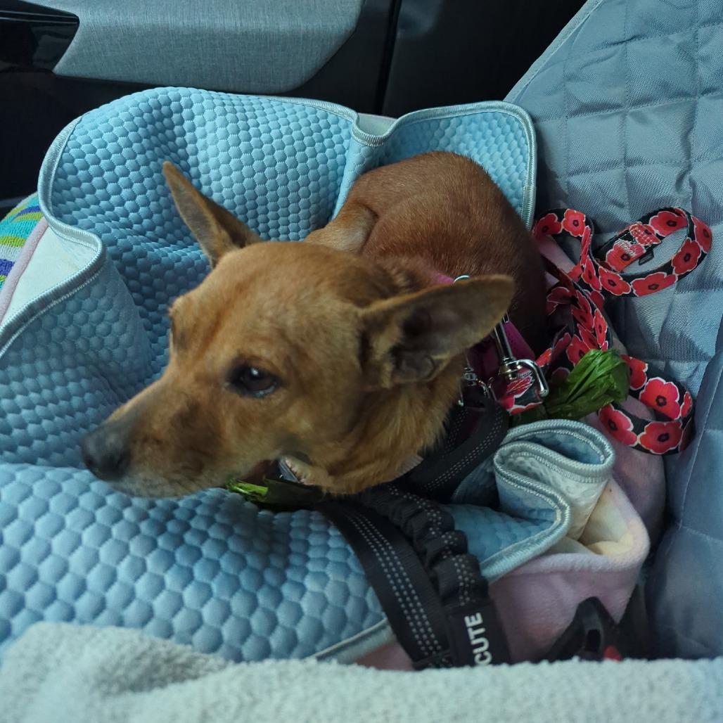 Scarlett, a Adoptable mixed breed in Wimberley, TX image 5/6