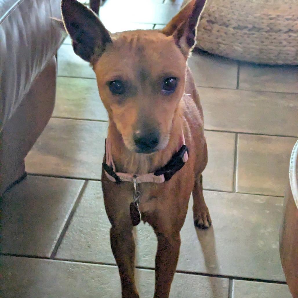 Scarlett, a Adoptable mixed breed in Wimberley, TX image 6/6