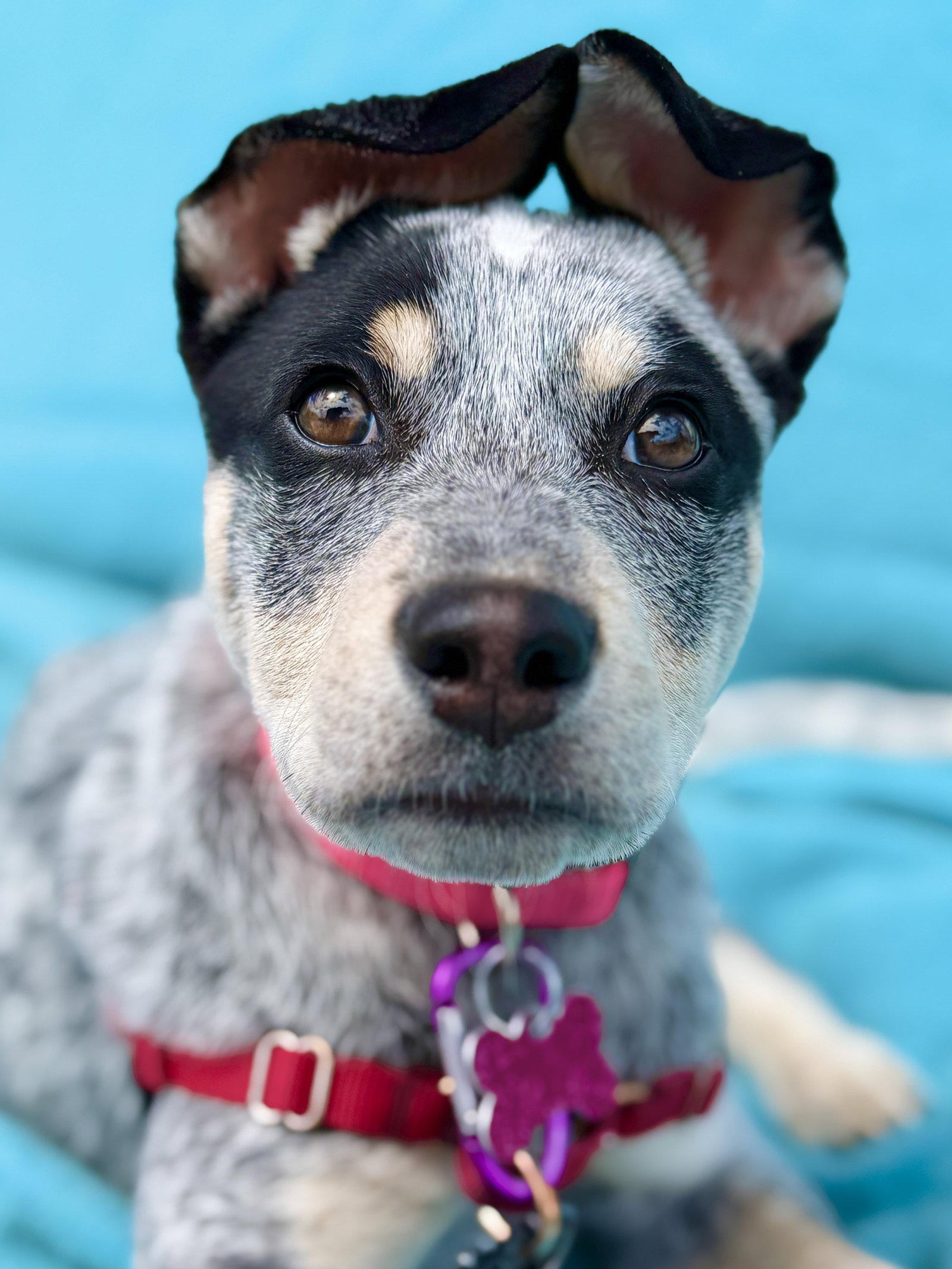 Enlarge Reina, a Adoptable Australian Cattle Dog / Blue Heeler in West Cornwall, CT image 1/3