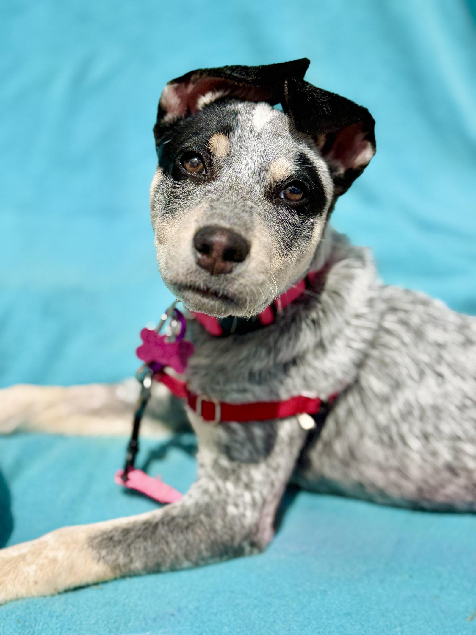 Enlarge Reina, a Adoptable Australian Cattle Dog / Blue Heeler in West Cornwall, CT image 2/3