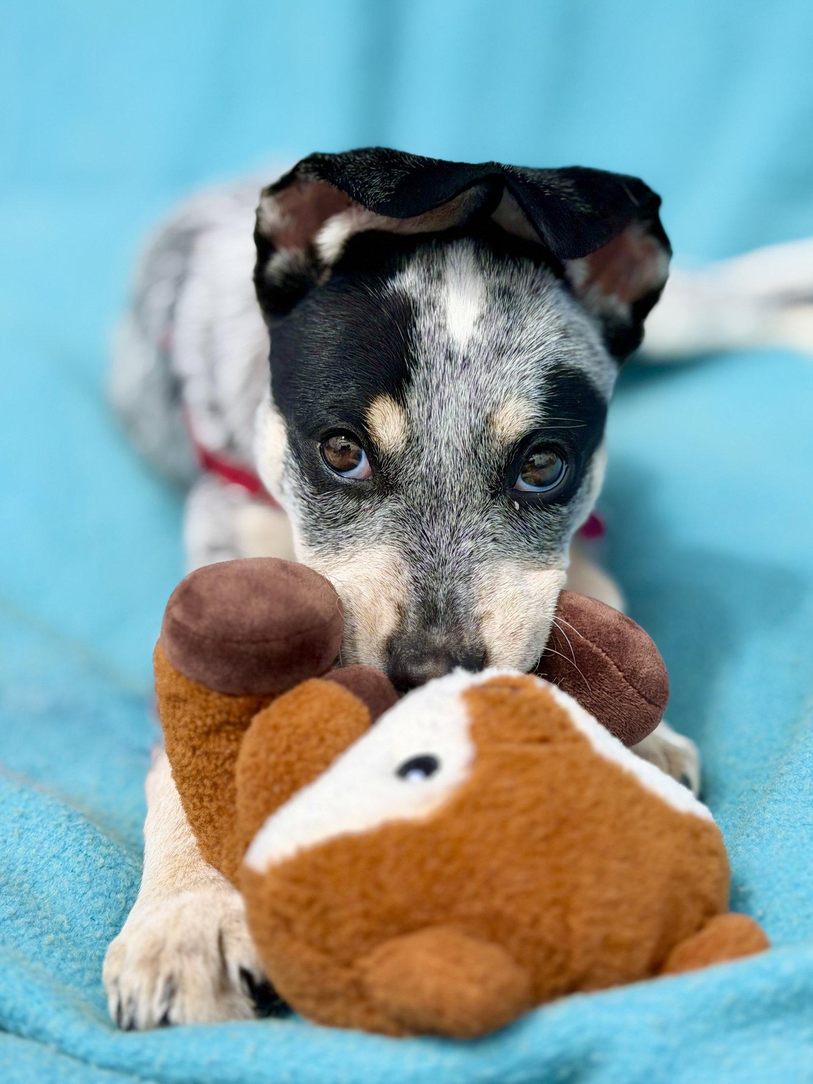 Enlarge Reina, a Adoptable Australian Cattle Dog / Blue Heeler in West Cornwall, CT image 3/3
