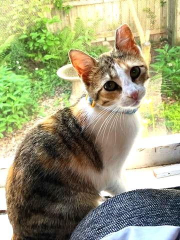 Sweet Melissa (Super Affectionate), a ADOPTABLE mixed breed in Ypsilanti, MI image 1/6