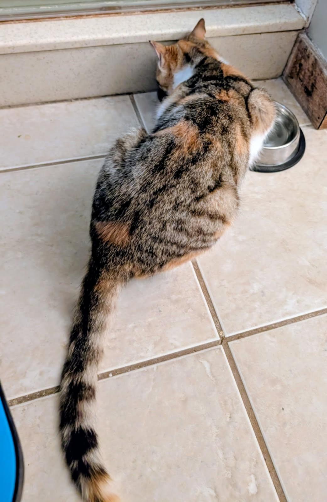 Sweet Melissa (Super Affectionate), a ADOPTABLE mixed breed in Ypsilanti, MI image 4/6