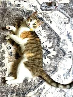 Sweet Melissa (Super Affectionate), a ADOPTABLE mixed breed in Ypsilanti, MI image 2/6