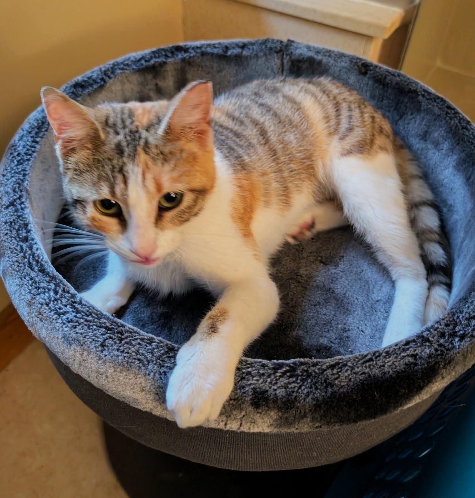 Sweet Melissa, ADOPTABLE, Kitten Female Torbie & Domestic Short Hair.