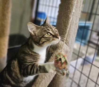 Lyla, Adoptable, Kitten Female Domestic Short Hair & Domestic Short Hair.