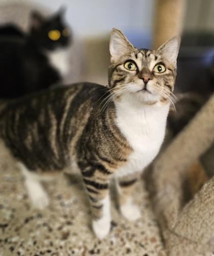 Lyla, Adoptable, Kitten Female Domestic Short Hair & Domestic Short Hair.