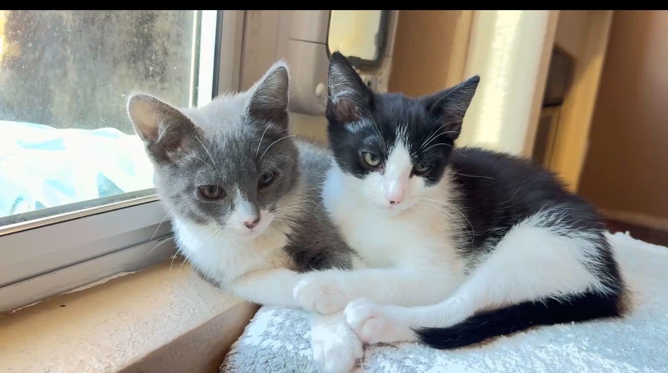 Gigi and Bella, ADOPTABLE, Kitten Female Domestic Short Hair.