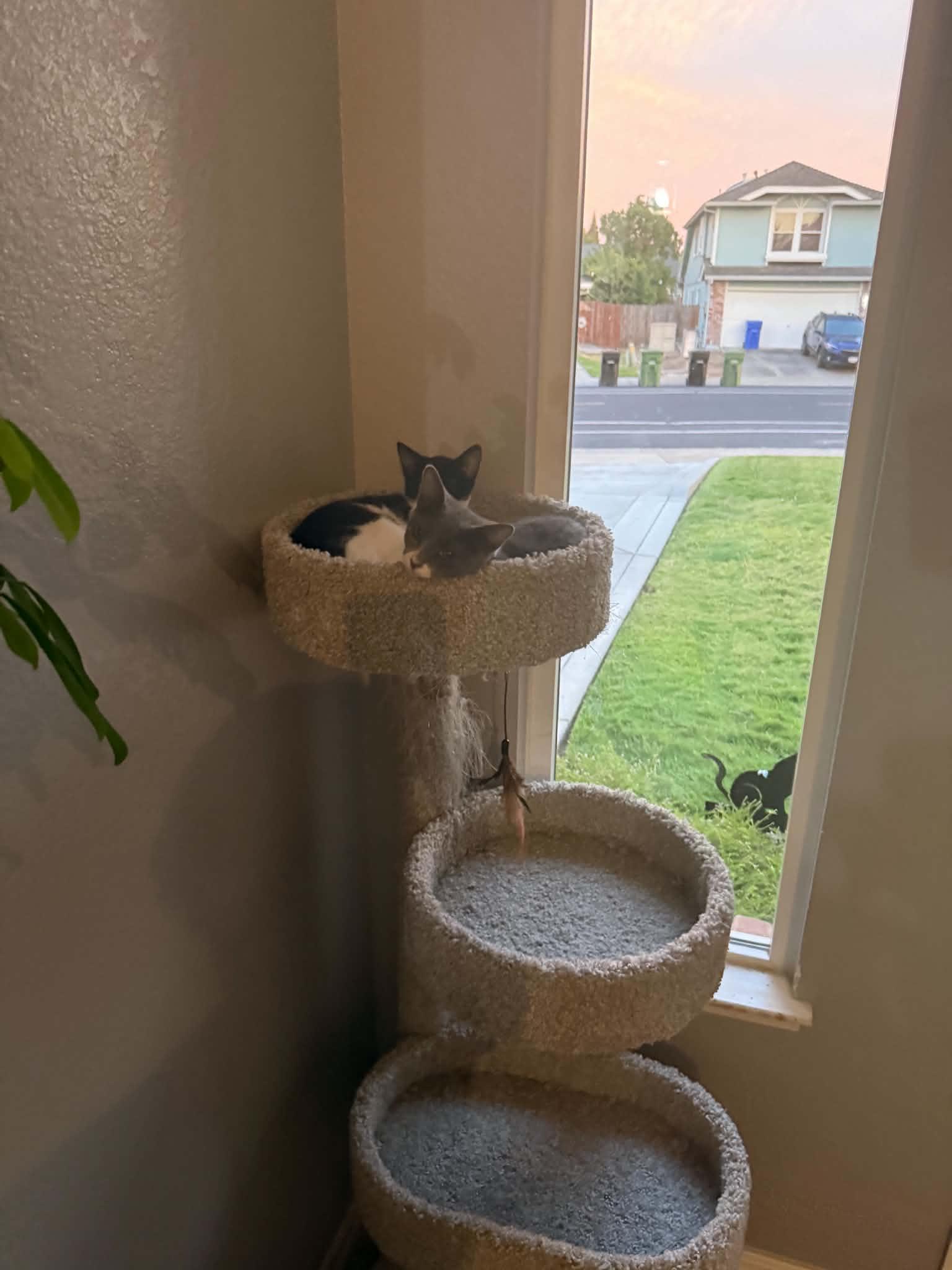 Gigi and Bella, a ADOPTABLE Domestic Short Hair in Elk Grove, CA image 3/5